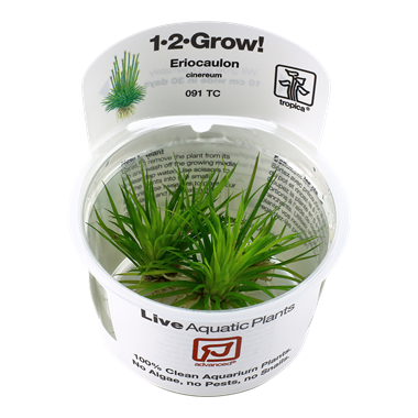 Tropica Eriocaulon Cinereum 1 2 Grow Akvazoo