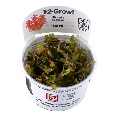 Tropica Rotala Macrandra 1 2 Grow Akvazoo